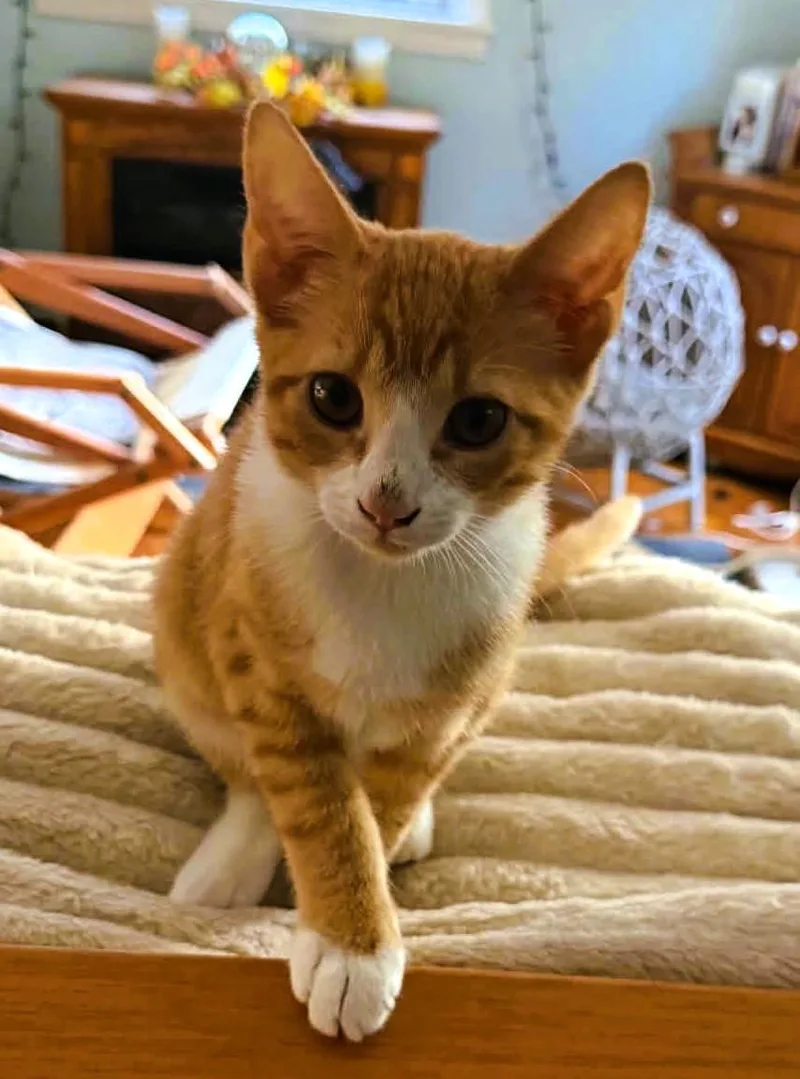 A young medium-sized male Orange & White Domestic Short Hair cat named Finn for adoption in Nolensville, TN