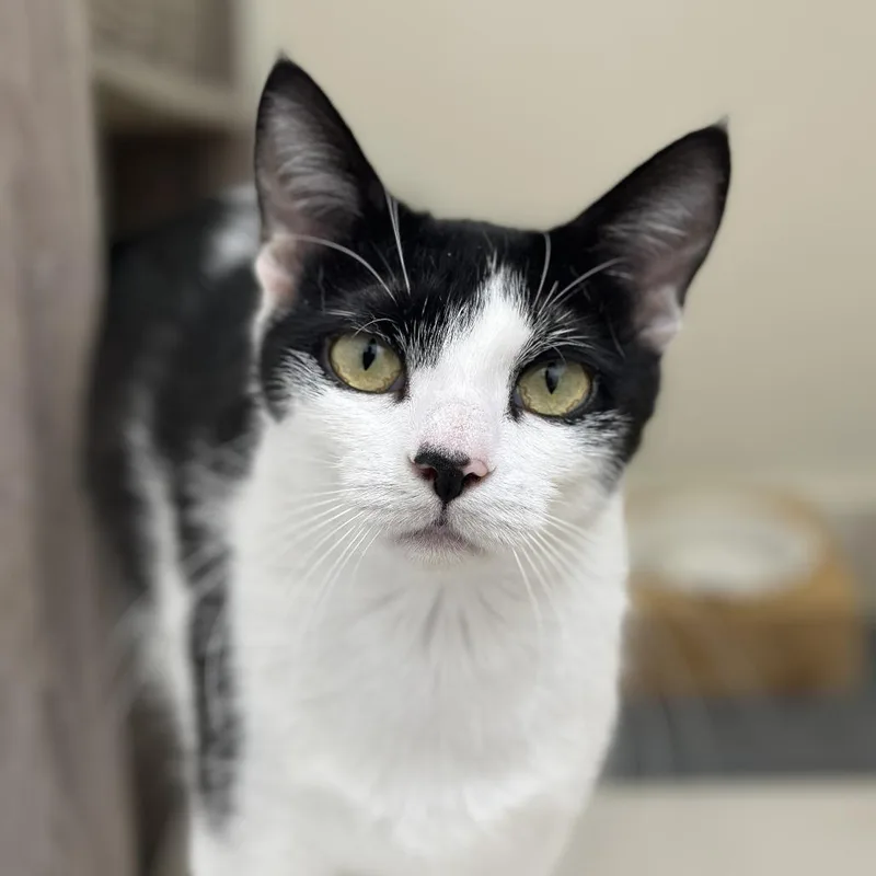 Sweet Pea