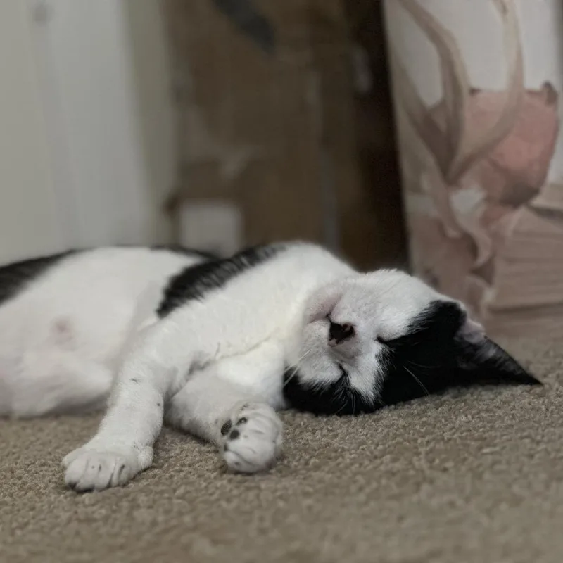Sweet Pea thumbnail 6