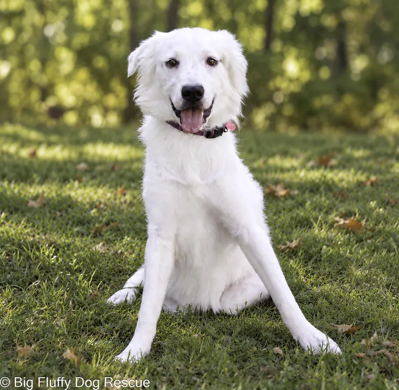 A young medium-sized female Australian Shepherd dog named Nettie for adoption in Nashville, TN