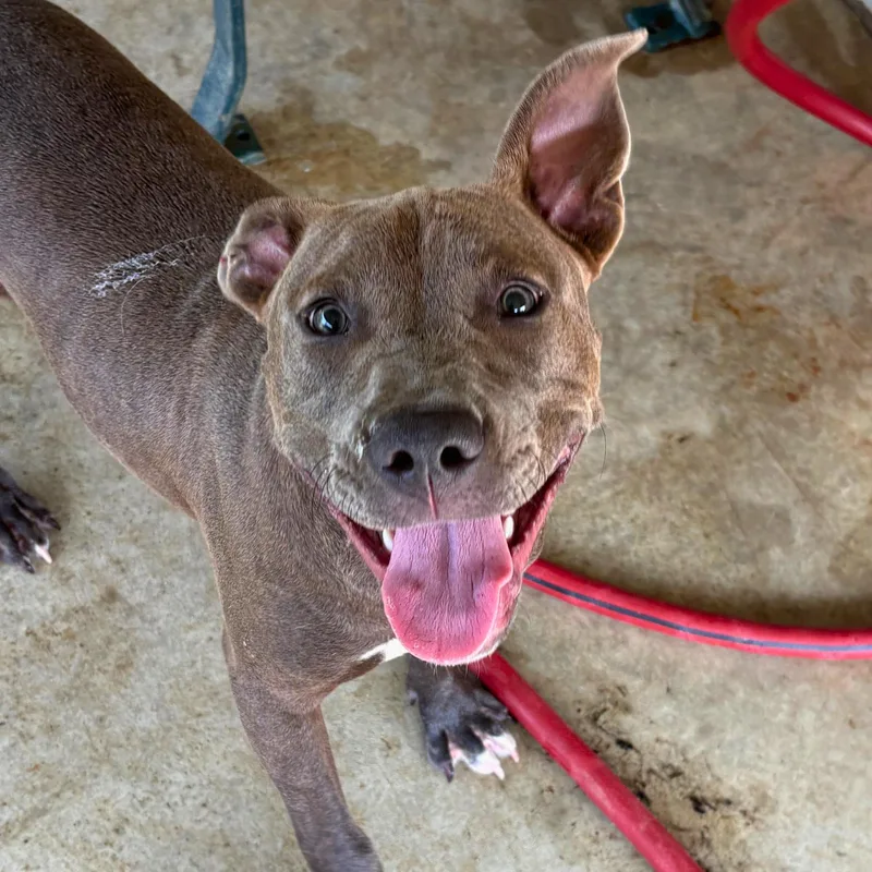 Kangaroo Jack thumbnail 3