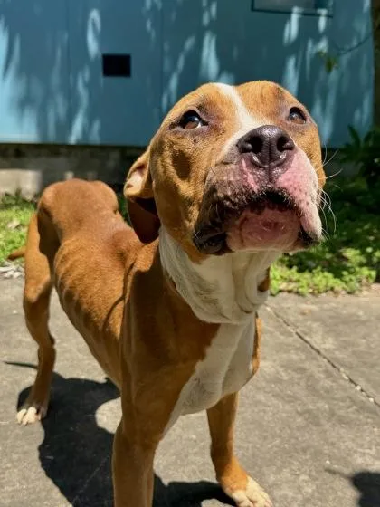 An adult medium-sized male Boxer dog named Rannells for adoption in New Orleans, LA