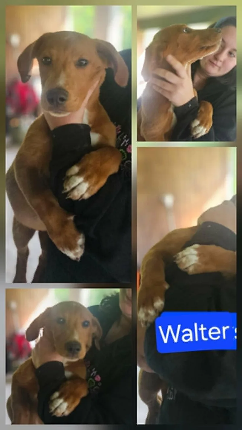 Walter
