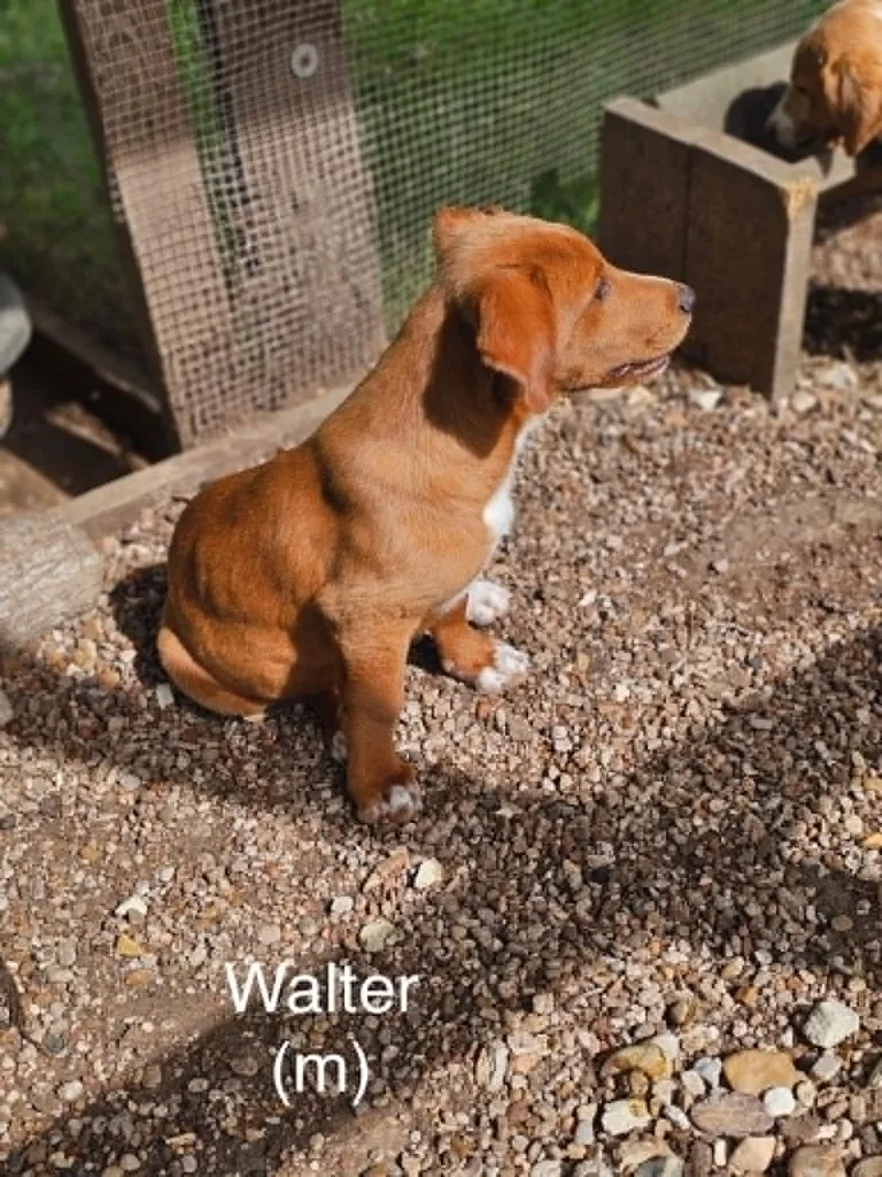 Walter thumbnail 3