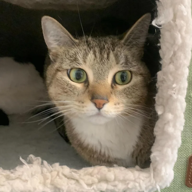 A young medium-sized female Tabby (Buff / Tan / Fawn) Domestic Short Hair cat named Snootles for adoption in North Haven, CT