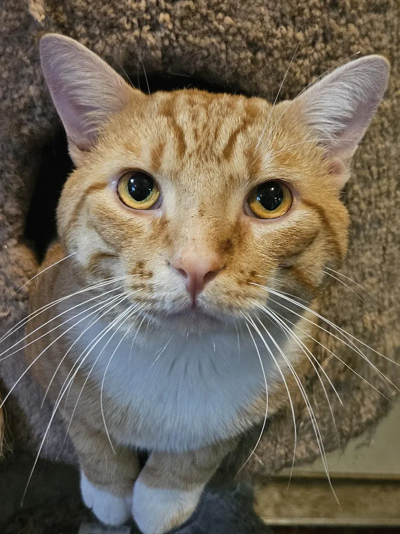 An adult large-sized male Orange / Red Domestic Short Hair cat named Capy for adoption in Plano, TX