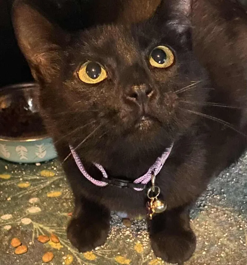 An adult medium-sized female Black Domestic Short Hair cat named Belladonna for adoption in West Mifflin, PA