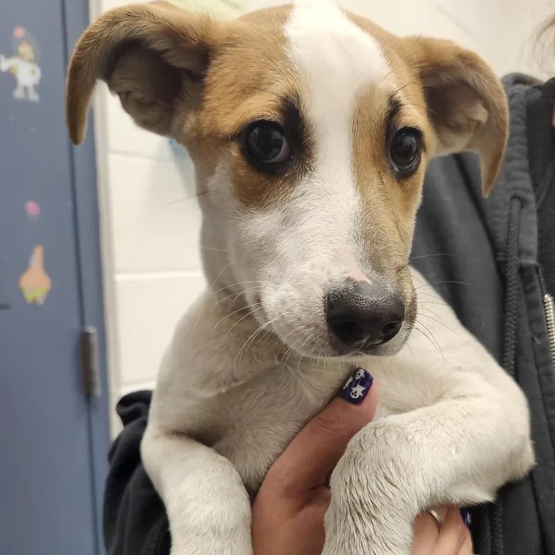 A baby medium-sized female Mixed Breed dog named Muffin for adoption in Pittsburgh, PA