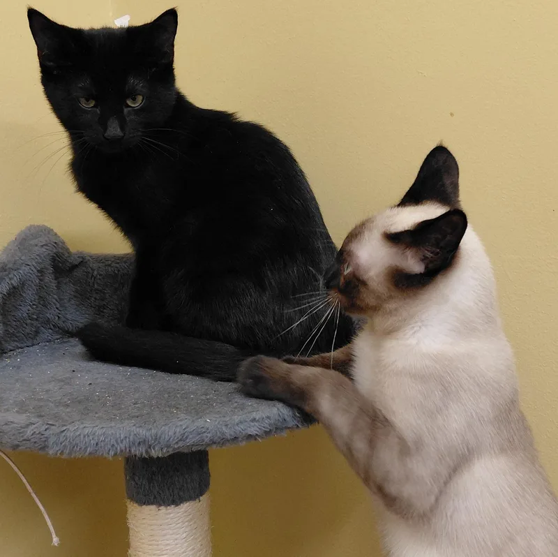 A baby small-sized male Black Domestic Short Hair cat named Clove for adoption in Eugene, OR