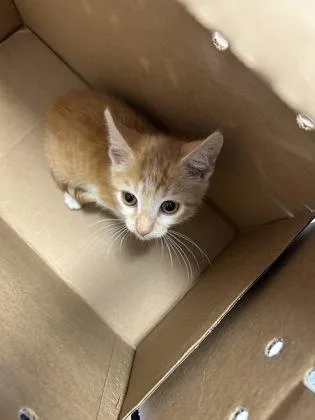 A baby small-sized female Domestic Short Hair cat named Angel for adoption in West Chester, PA