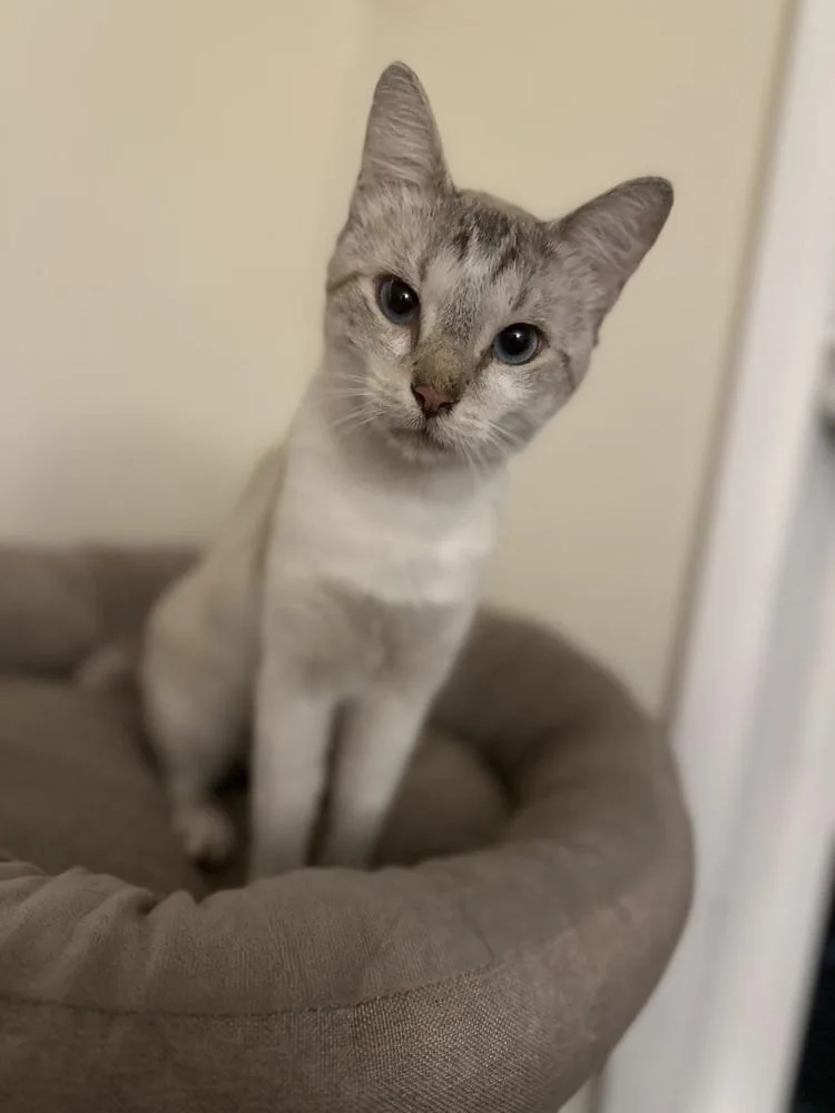 Sinatra