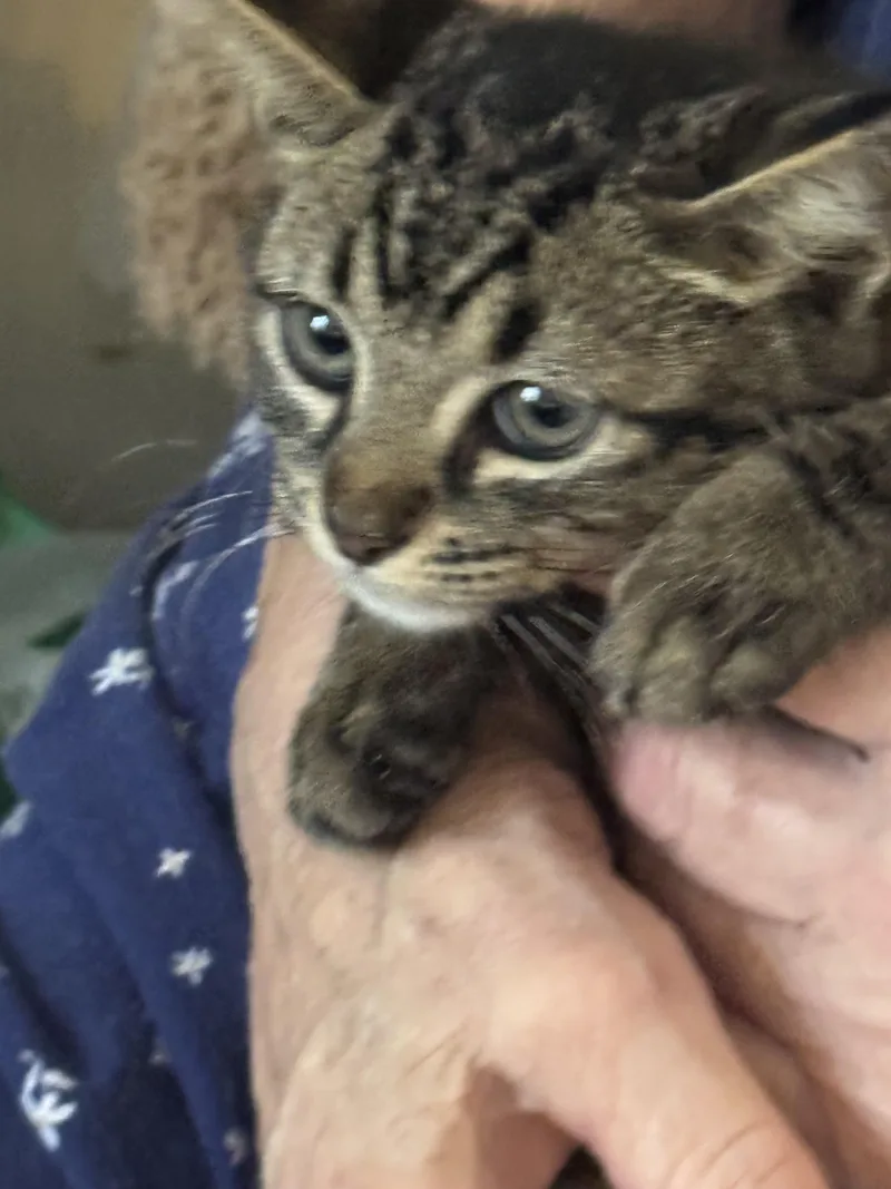 A baby medium-sized male Domestic Short Hair cat named Jack for adoption in Brick, NJ