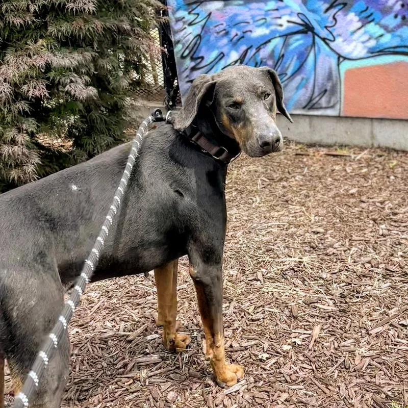 A young large-sized male Doberman Pinscher dog named Hoffbrau for adoption in Oakland, CA
