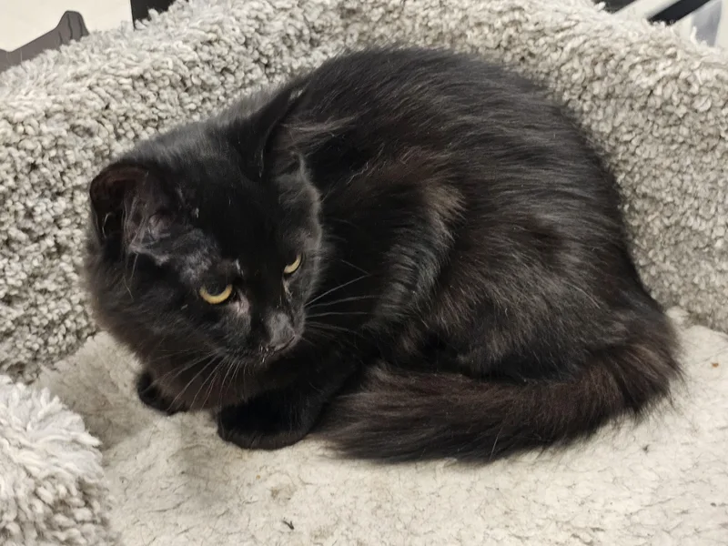 A baby medium-sized female Black Domestic Long Hair cat named Fuzzy for adoption in Richmond, VA