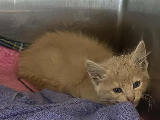 A baby small-sized male Domestic Short Hair cat named Flareon for adoption in Tustin, CA