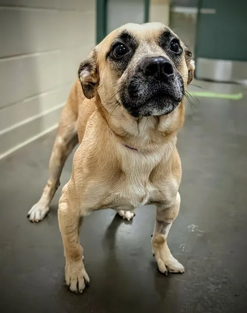 An adult medium-sized male German Shepherd Dog dog named Bubba for adoption in Clyde, NC