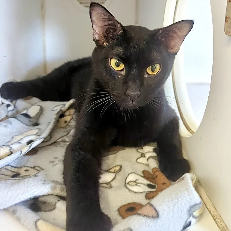 A young small-sized female Black Domestic Short Hair cat named Roz for adoption in Denison, TX