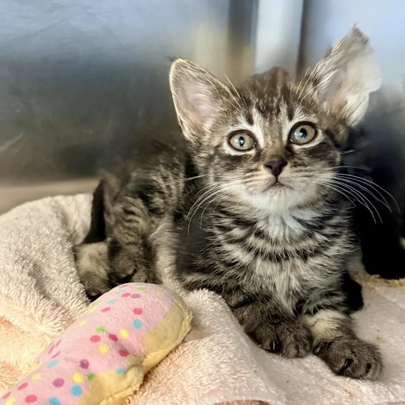 A baby medium-sized female Gray / Blue / Silver Domestic Medium Hair cat named Maria for adoption in Palm Springs, CA
