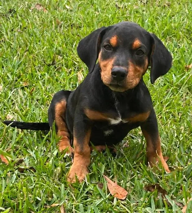 A young small-sized female Beagle dog named Bridget for adoption in eufaula, AL