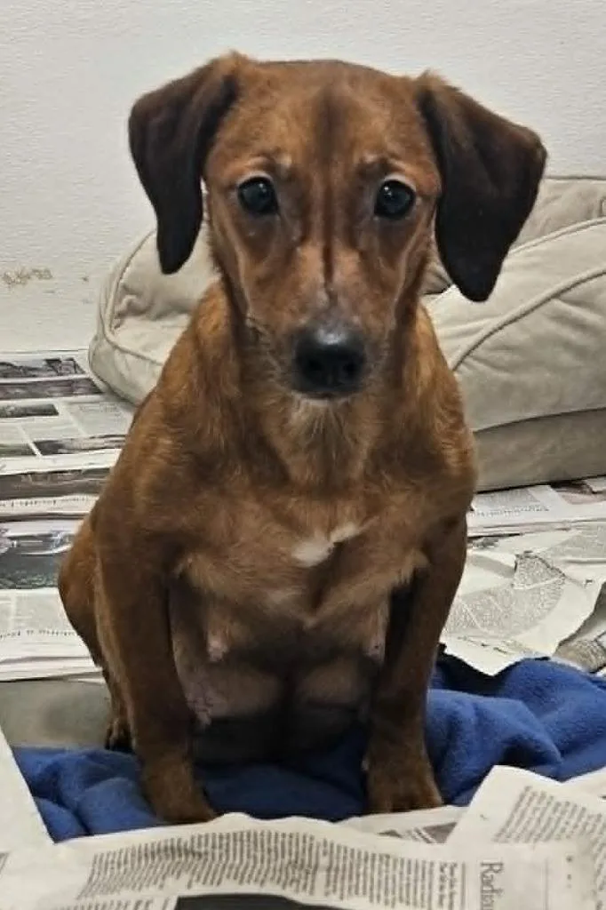 A young small-sized female Beagle dog named Trixie for adoption in Murphysboro, IL