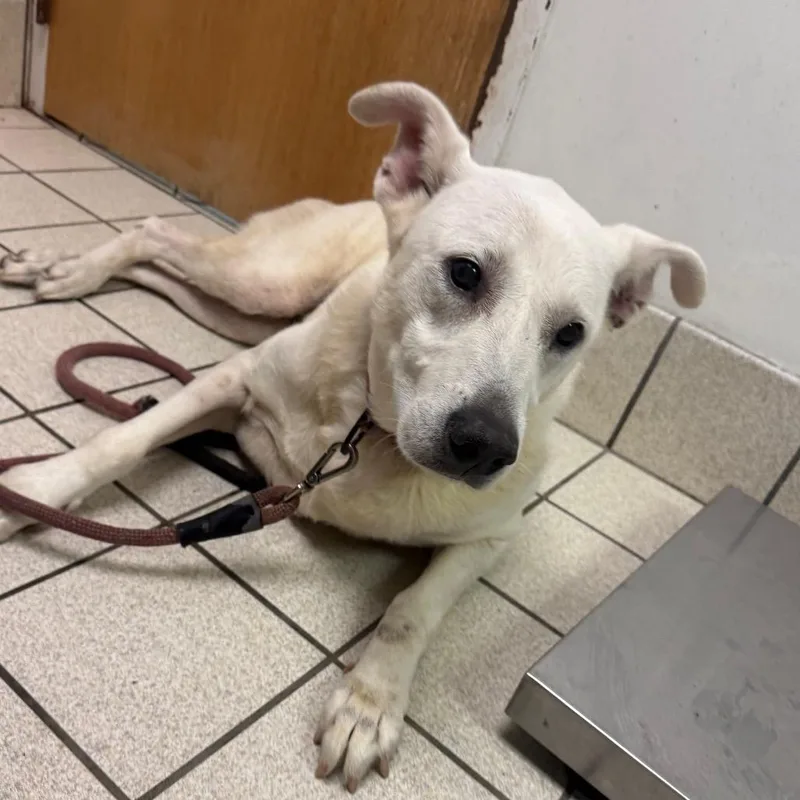 A senior large-sized female White / Cream Mixed Breed dog named Opie for adoption in Charleston, WV