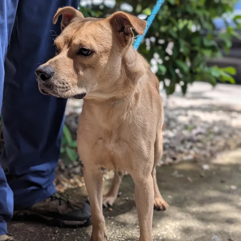 An adult medium-sized male Mixed Breed dog named Benji for adoption in St. Augustine, FL