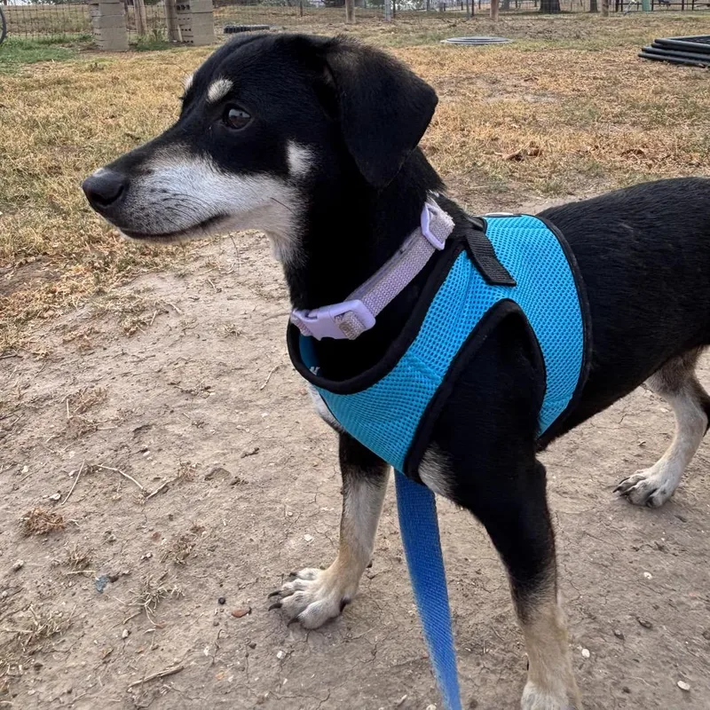 An adult small-sized female Black Dachshund dog named Hazel for adoption in Floresville, TX