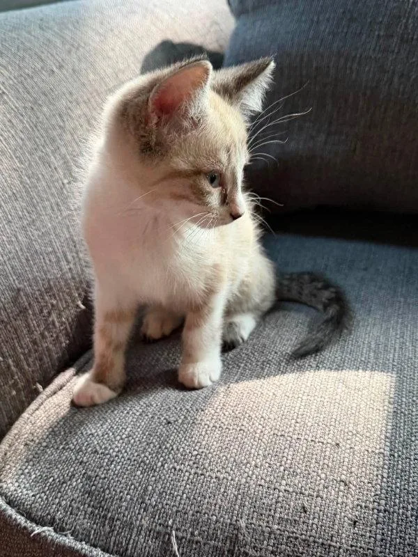 A young medium-sized male Snowshoe cat named Horatio for adoption in Knoxville, TN