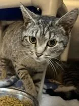 An adult medium-sized female Tabby (Brown / Chocolate) Domestic Short Hair cat named Brynlee for adoption in Orange, VA