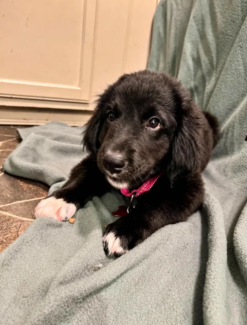 A baby large-sized female Black Golden Retriever dog named Jude for adoption in Dysart, IA
