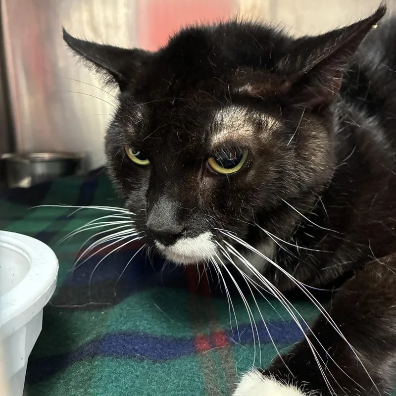 An adult medium-sized male Domestic Short Hair cat named Ajani for adoption in Bryan, TX