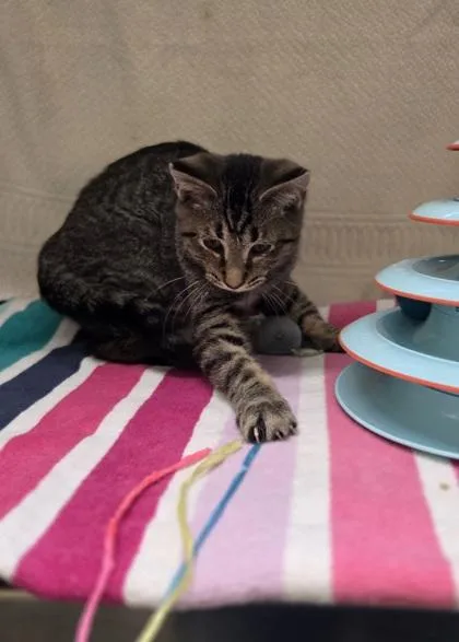 A baby small-sized male Domestic Short Hair cat named Jacob for adoption in Westland, MI