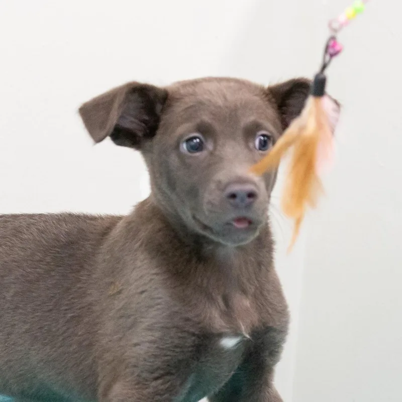 A baby small-sized female Gray / Blue / Silver Mixed Breed dog named Nestah for adoption in Cartersville, GA