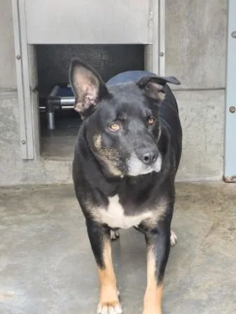 An adult extra large-sized female Mixed Breed dog named Blue for adoption in San Pedro, CA