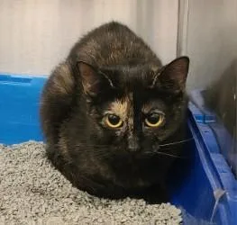 An adult small-sized female Domestic Short Hair cat named Zora for adoption in Golden Valley, MN