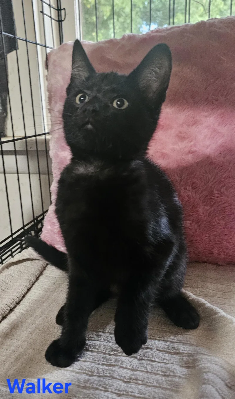 A baby medium-sized male Black Domestic Short Hair cat named Walker for adoption in Burbank, CA