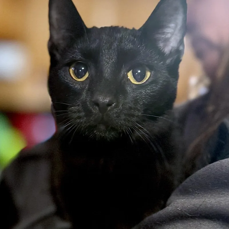 An adult small-sized male Black Domestic Short Hair cat named Cotton Mather for adoption in Rochester, MN