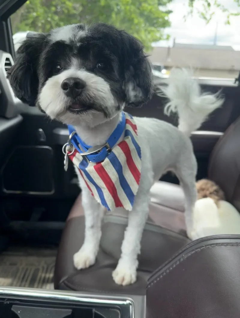 An adult small-sized male Shih Tzu dog named Scamp for adoption in Oxford, MI