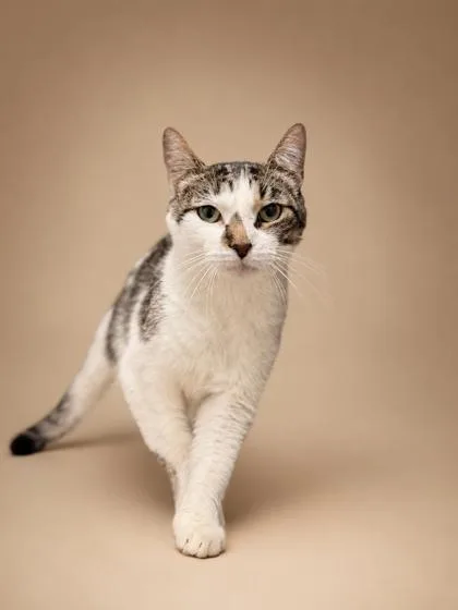 An adult medium-sized female Domestic Short Hair cat named Sally for adoption in Bowling Green, KY