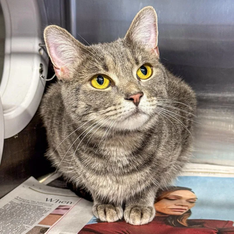 An adult medium-sized female Gray / Blue / Silver Domestic Short Hair cat named Squirt for adoption in Kennebunk, ME
