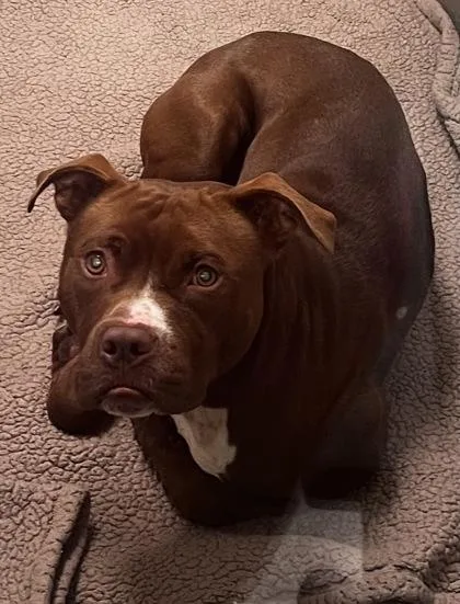 An adult large-sized male Pit Bull Terrier dog named Kush for adoption in Bowling Green, KY