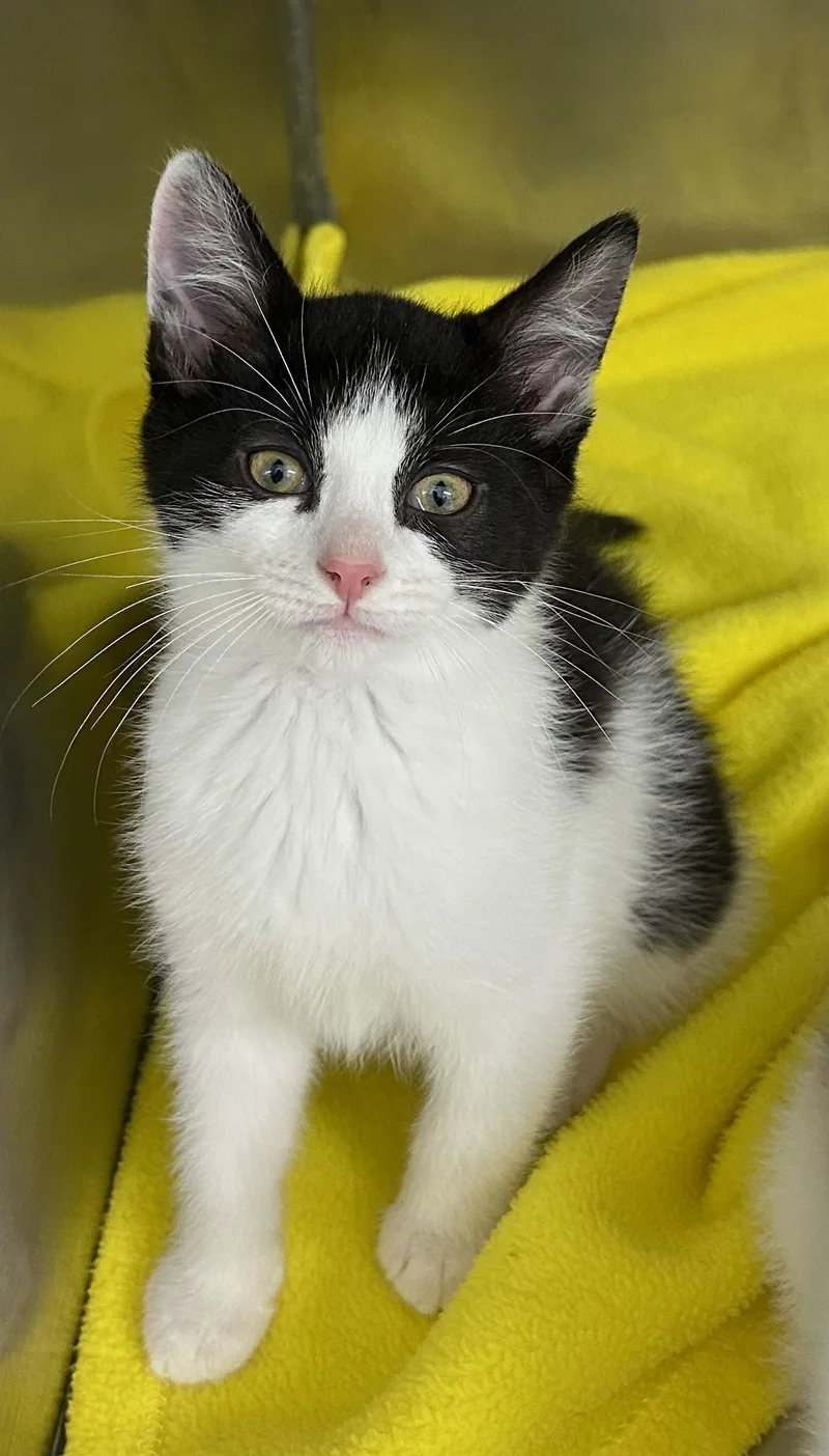 A baby medium-sized male Domestic Short Hair cat named Stew for adoption in Mount Vernon, OH