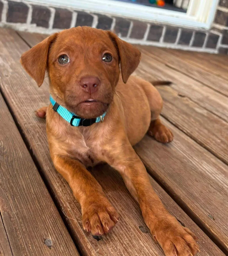 A baby medium-sized male Pit Bull Terrier dog named Methodical for adoption in Newport, KY