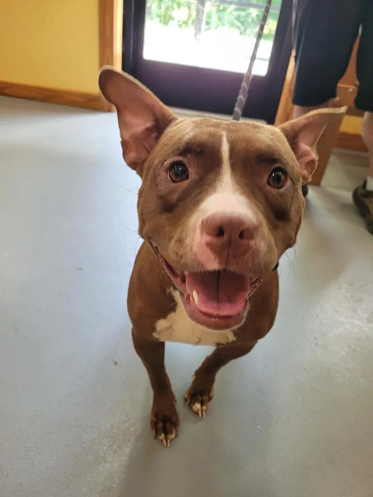 A young large-sized female Mixed Breed dog named Stitch for adoption in Lawrenceburg, TN