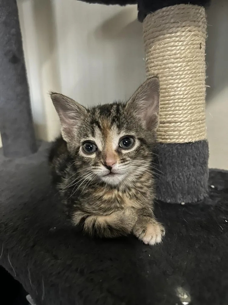 A baby medium-sized female Domestic Short Hair cat named Ginny for adoption in Clinton Township, MI