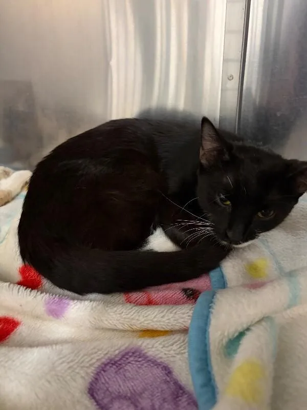 A young medium-sized female Black & White / Tuxedo Domestic Short Hair cat named Punkie for adoption in Saint Charles, MO