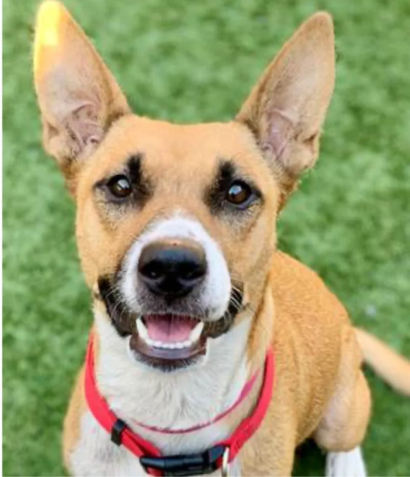 An adult medium-sized female Brown / Chocolate Basenji dog named Diamond for adoption in West Hollywood, CA
