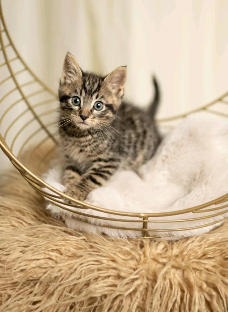 A young small-sized male Extra-Toes Cat / Hemingway Polydactyl cat named Beans for adoption in San Jacinto, CA