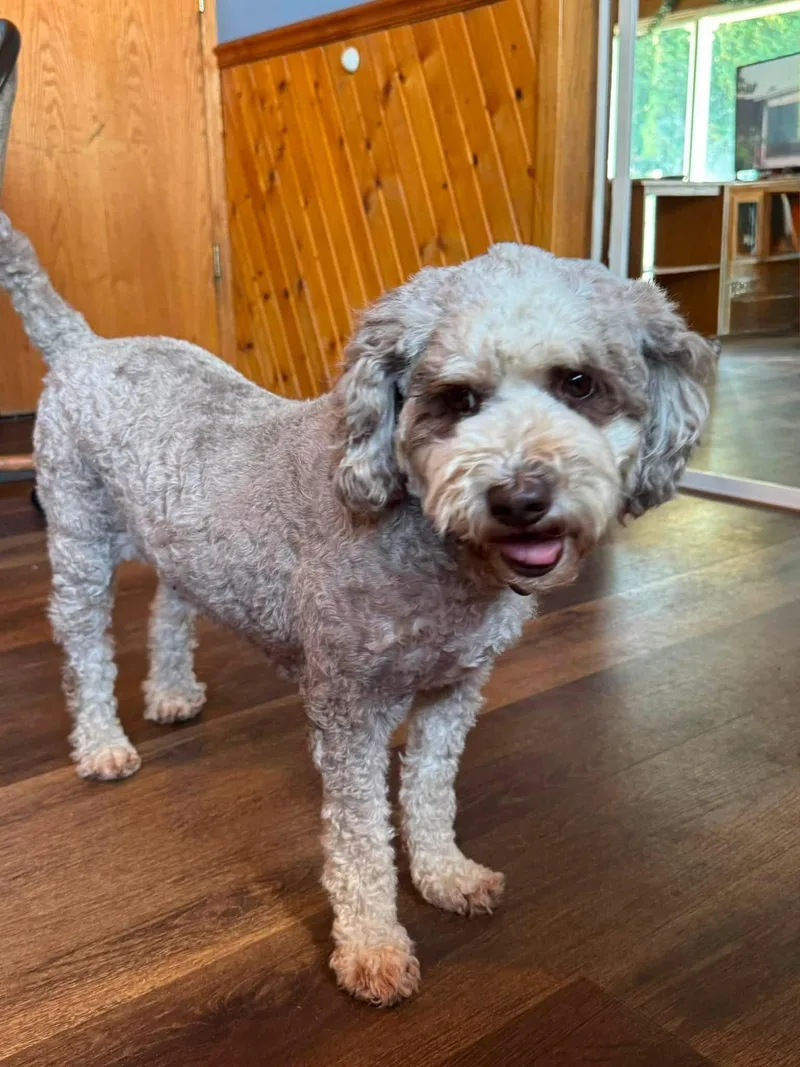 An adult medium-sized female Bernadoodle dog named Charlie for adoption in Decorah, IA