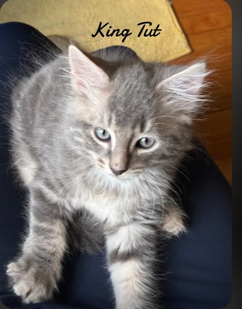 A baby medium-sized male Gray / Blue / Silver Domestic Medium Hair cat named Kng Tut for adoption in Naugatuck, CT